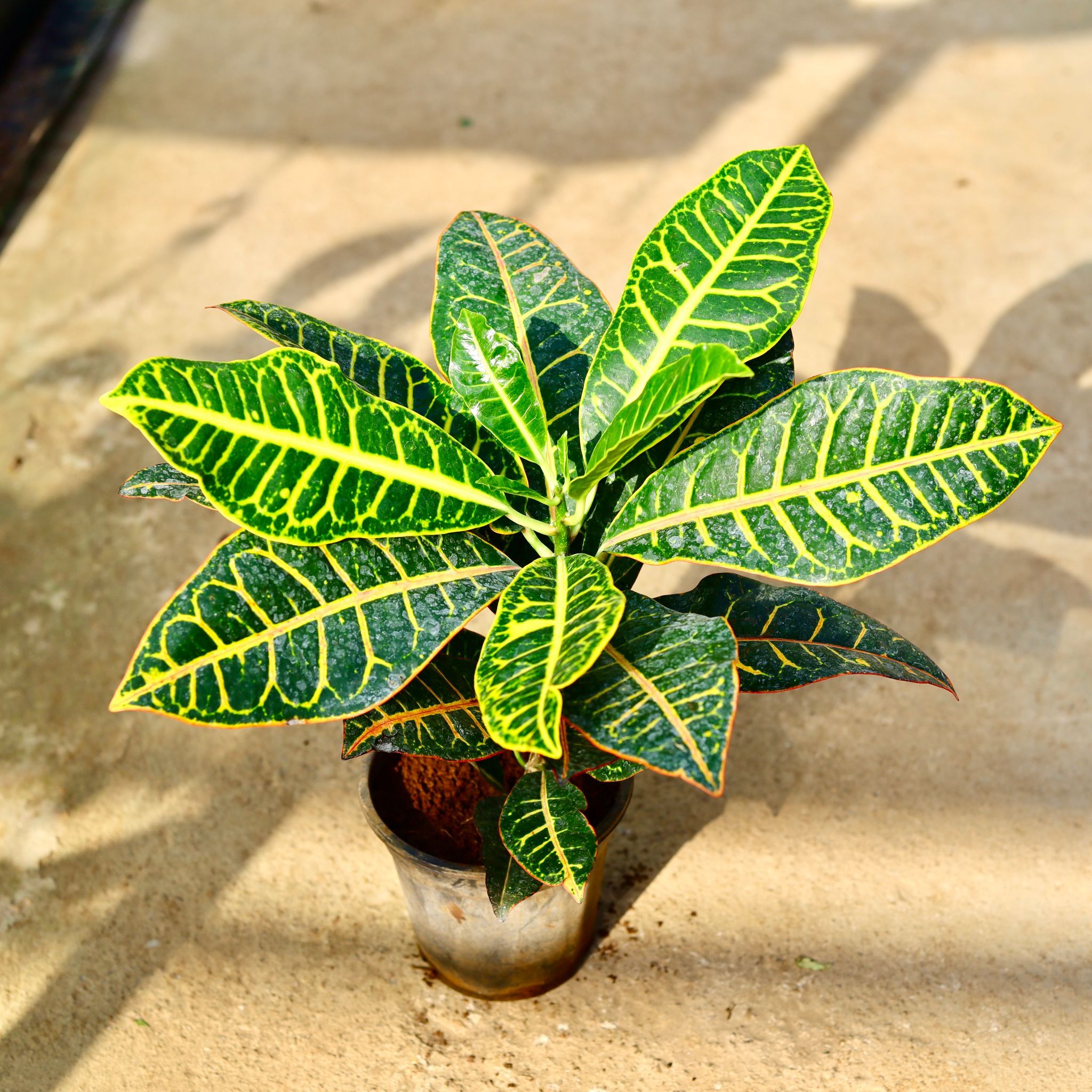 Croton Petra in 6 Inch Nursery Pot