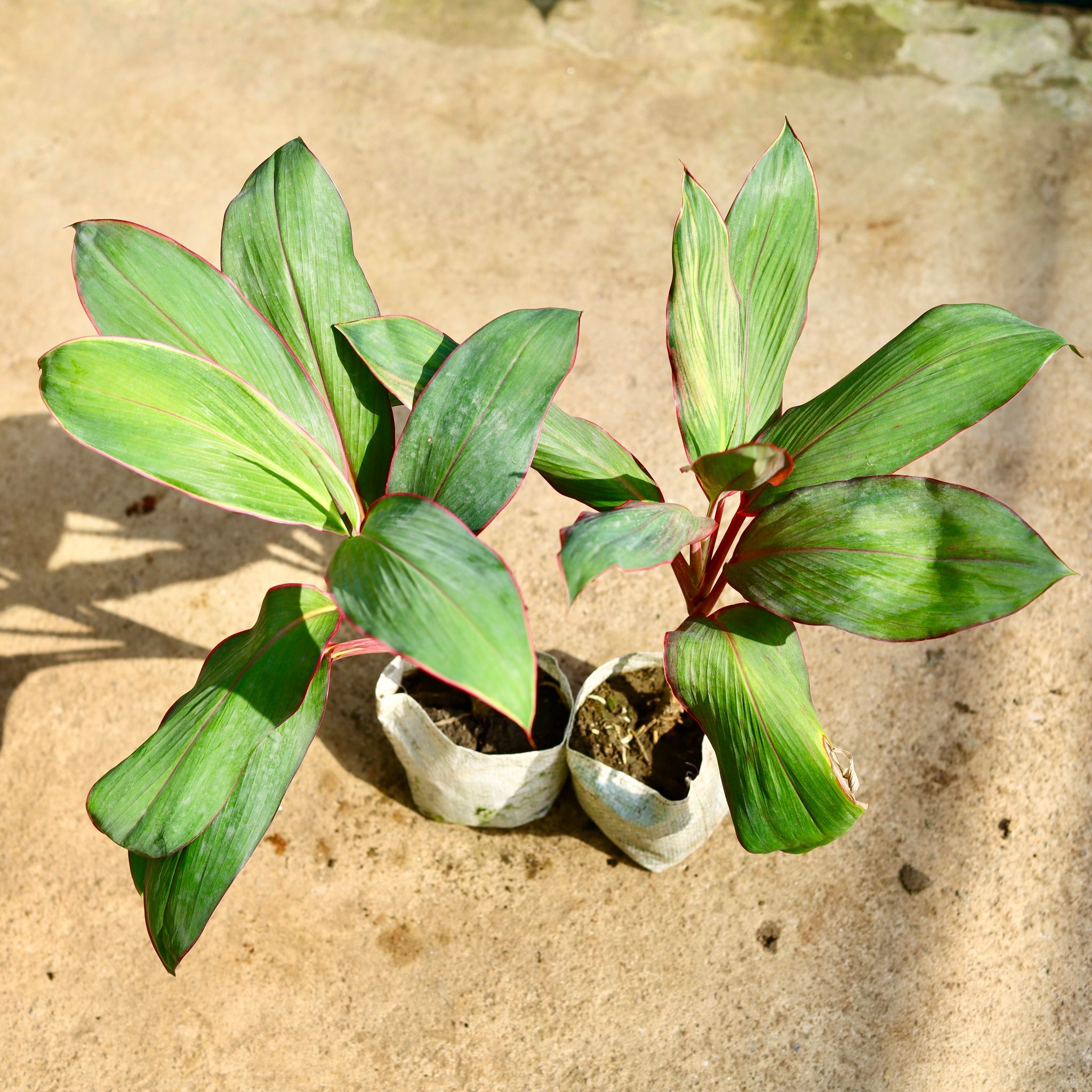 Set of 2 - Dracaena Kedarnath in 4 Inch Nursery Bag