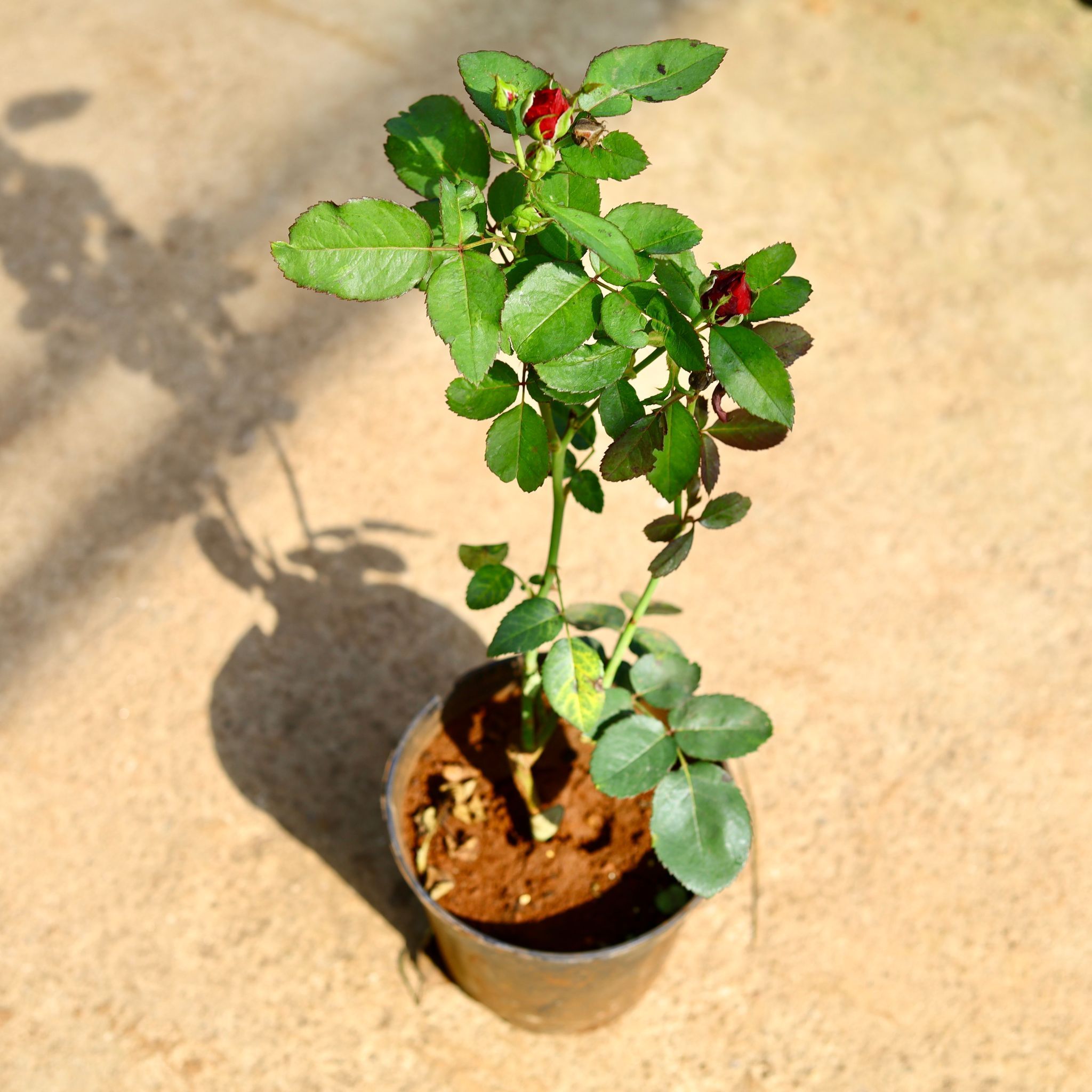 Rose (Any Colour) in 6 Inch Nursery Pot