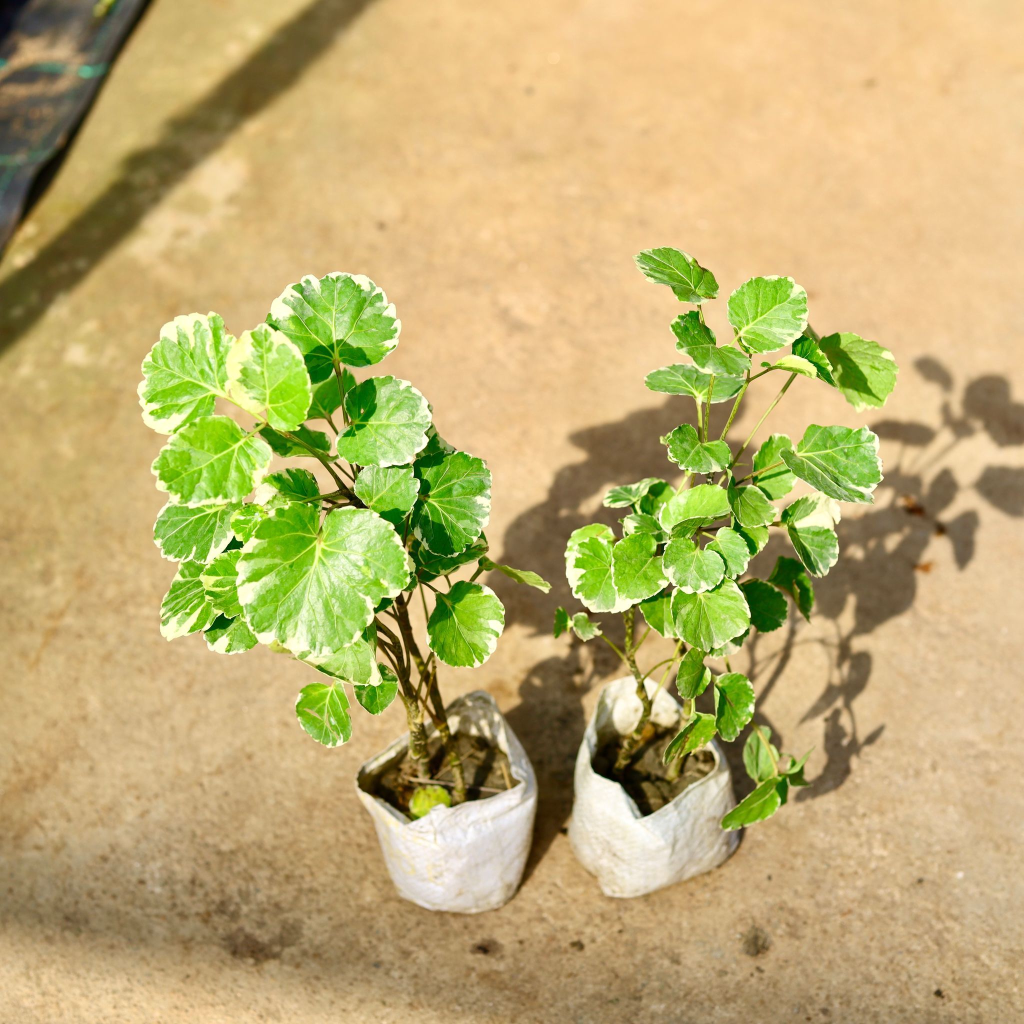 Set of 2 - Aralia Apple in 4 Inch Nursery Bag