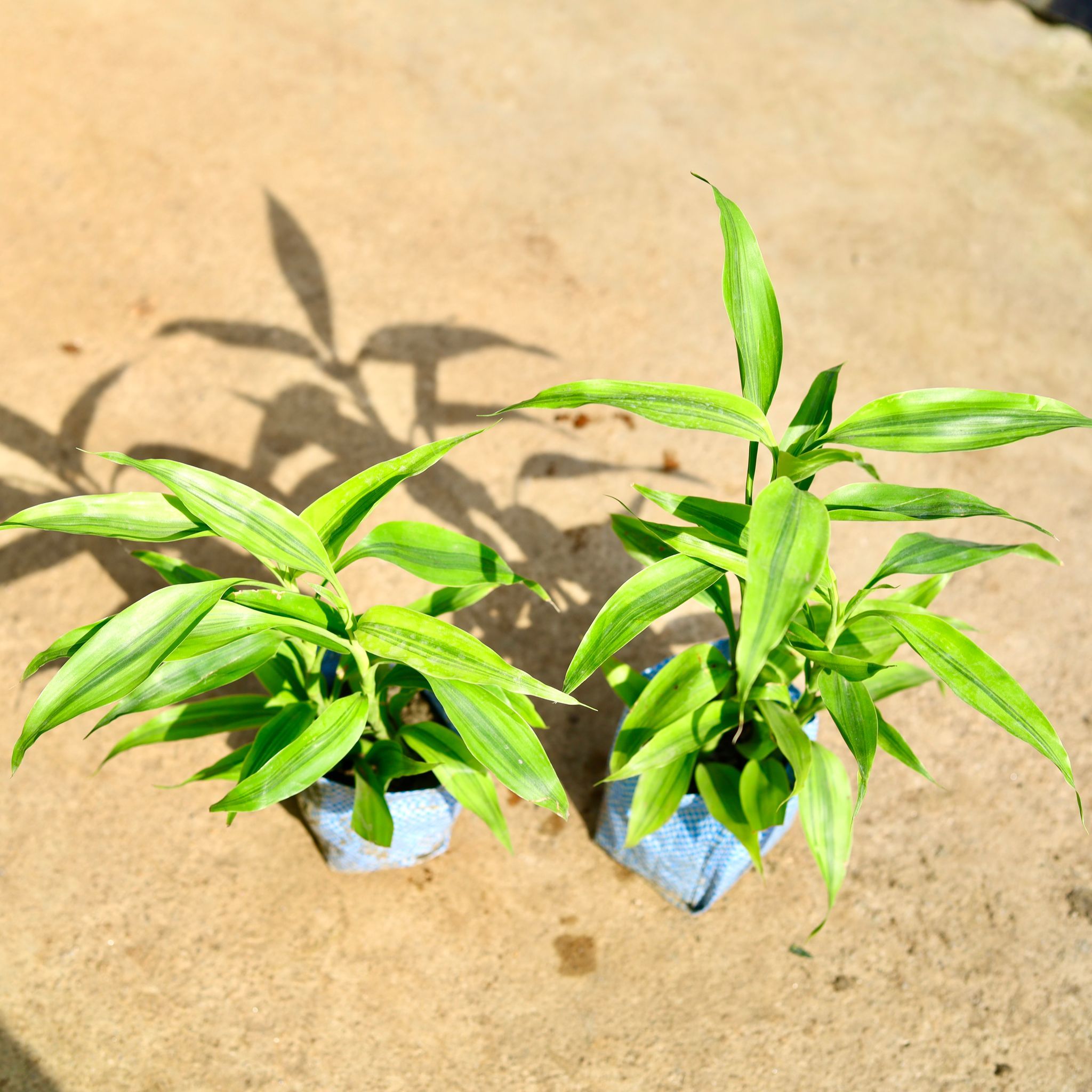 Set of 2 - Lucky Bamboo in 4 Inch Nursery Bag