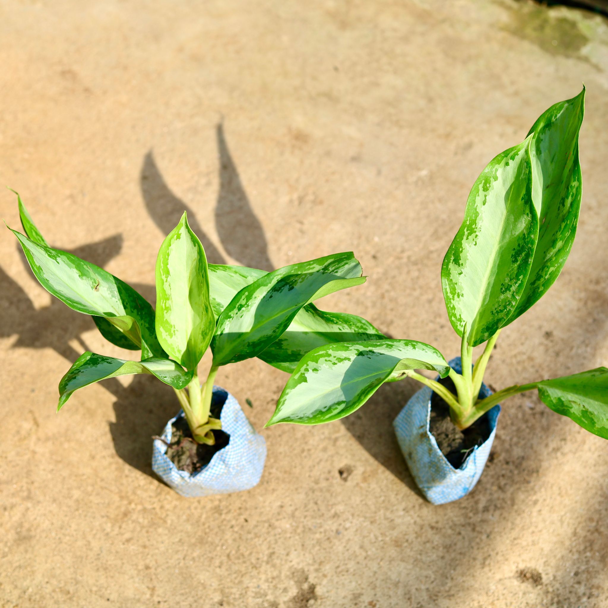 Set of 2 - Aglaonema Broad Leaf in 4 Inch Nursery Bag