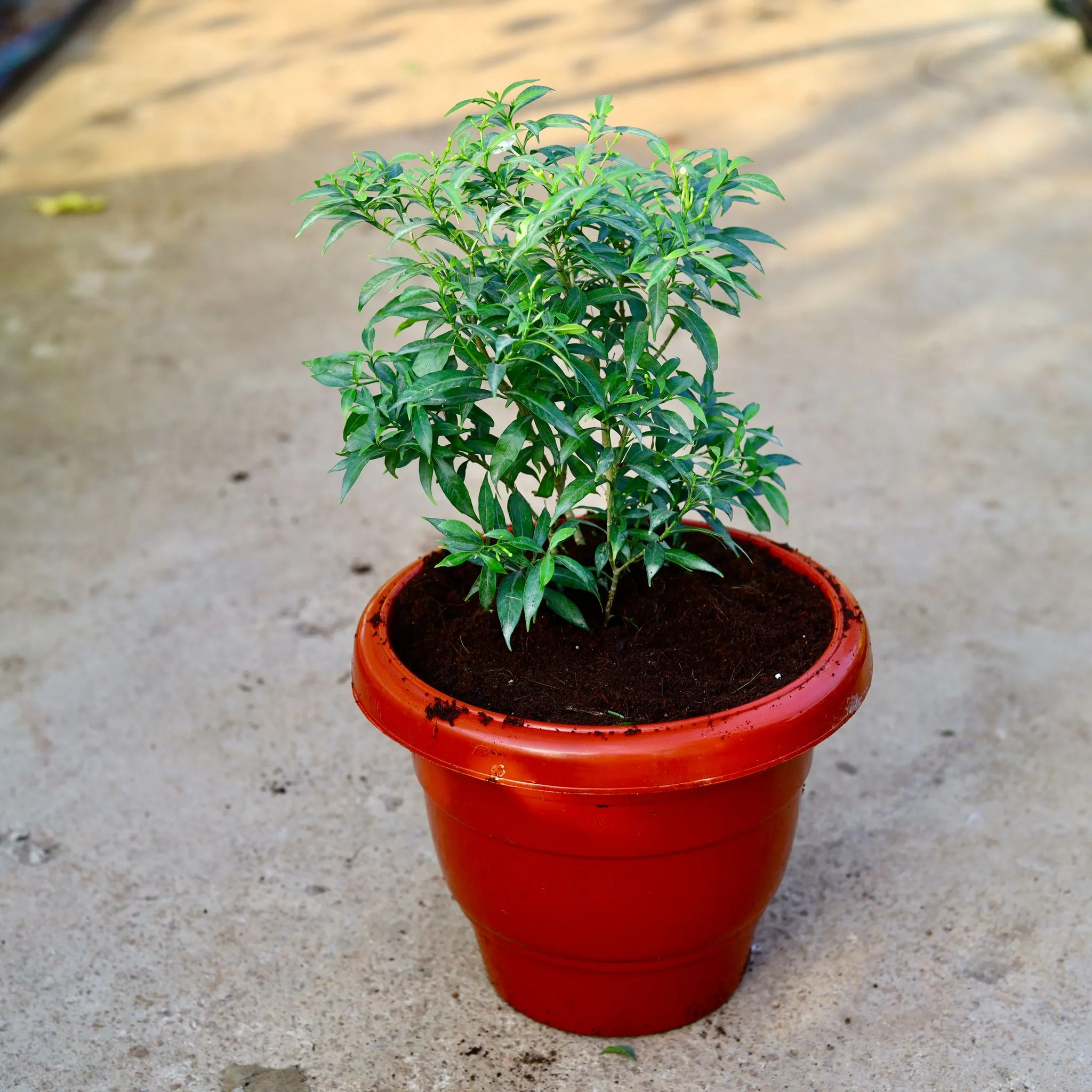 Chandni Dwarf in 10 Inch Terracotta Red Classy Plastic Pot