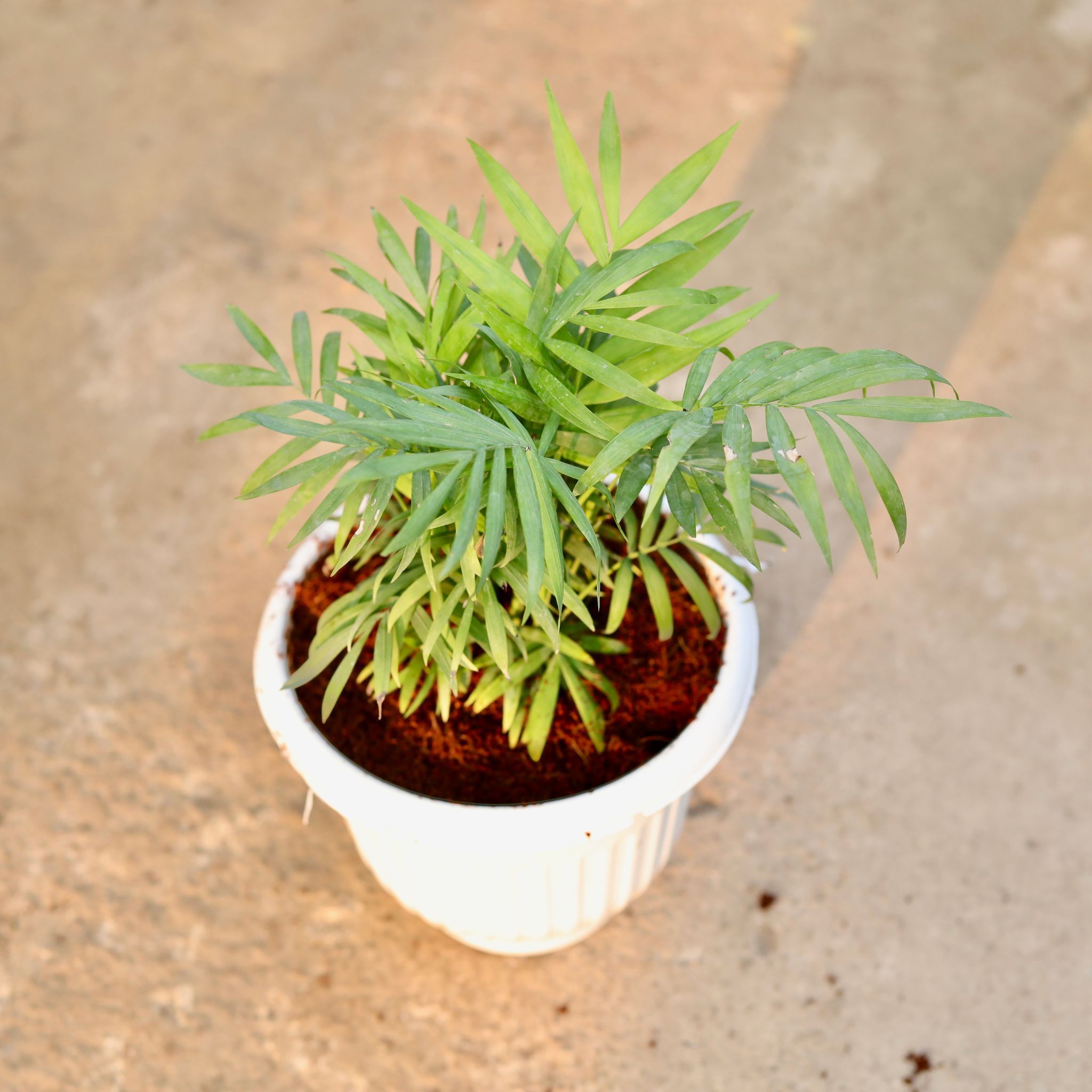 Chamaedorea Palm Bushy in 8 Inch White Olive Plastic Pot
