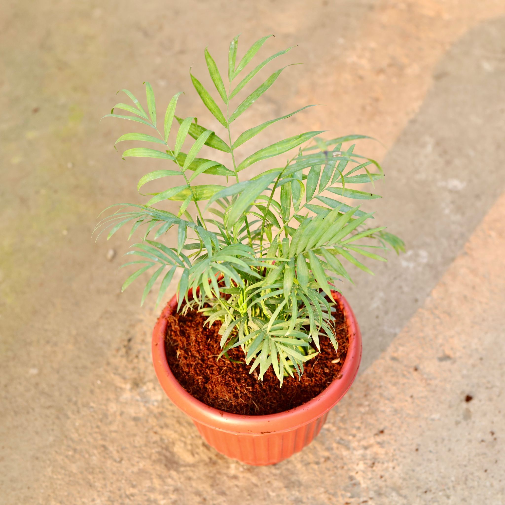 Chamaedorea Palm Bushy in 8 Inch Terracotta Red Olive Plastic Pot