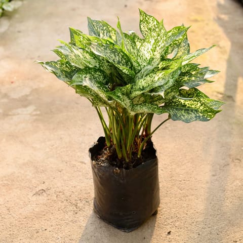 Aglaonema Snow White Bushy in 8 Inch Nursery Bag