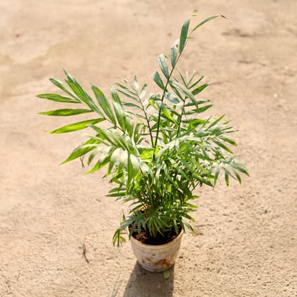 Buy Chamaedorea Dwarf Palm (Bushy) in 4 Inch Nursery Pot Online | Urvann.com