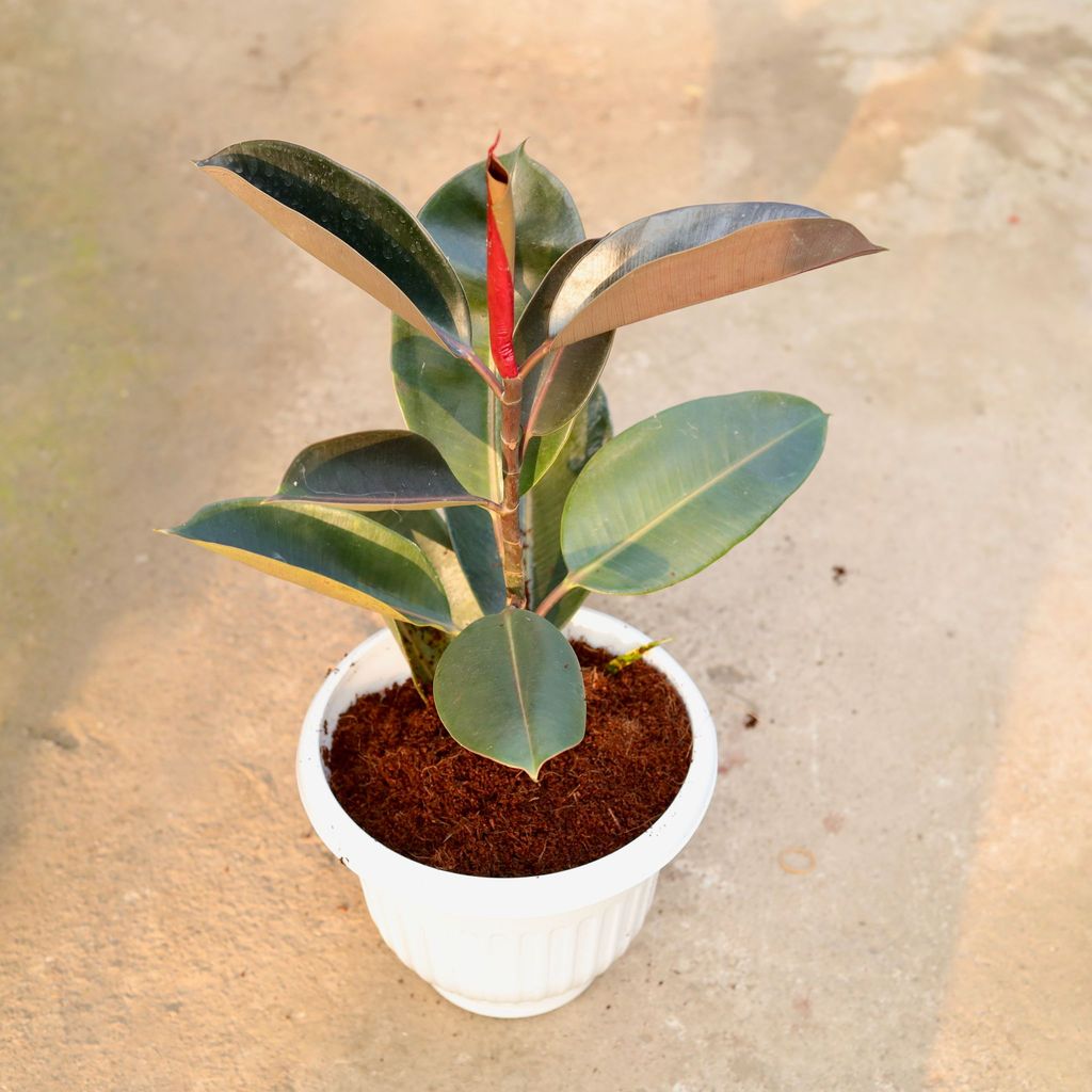 Buy Rubber Black in 10 Inch White Olive Plastic Pot Online | Urvann.com Rubber Black in 10 Inch White Olive Plastic Pot