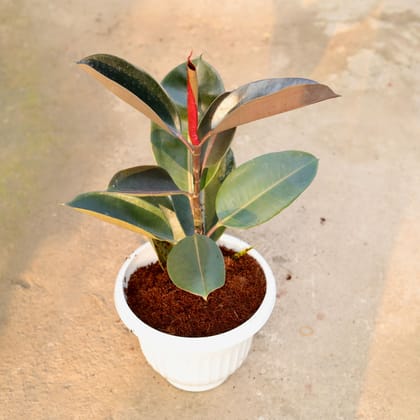 Buy Rubber Black in 10 Inch White Olive Plastic Pot Online | Urvann.com