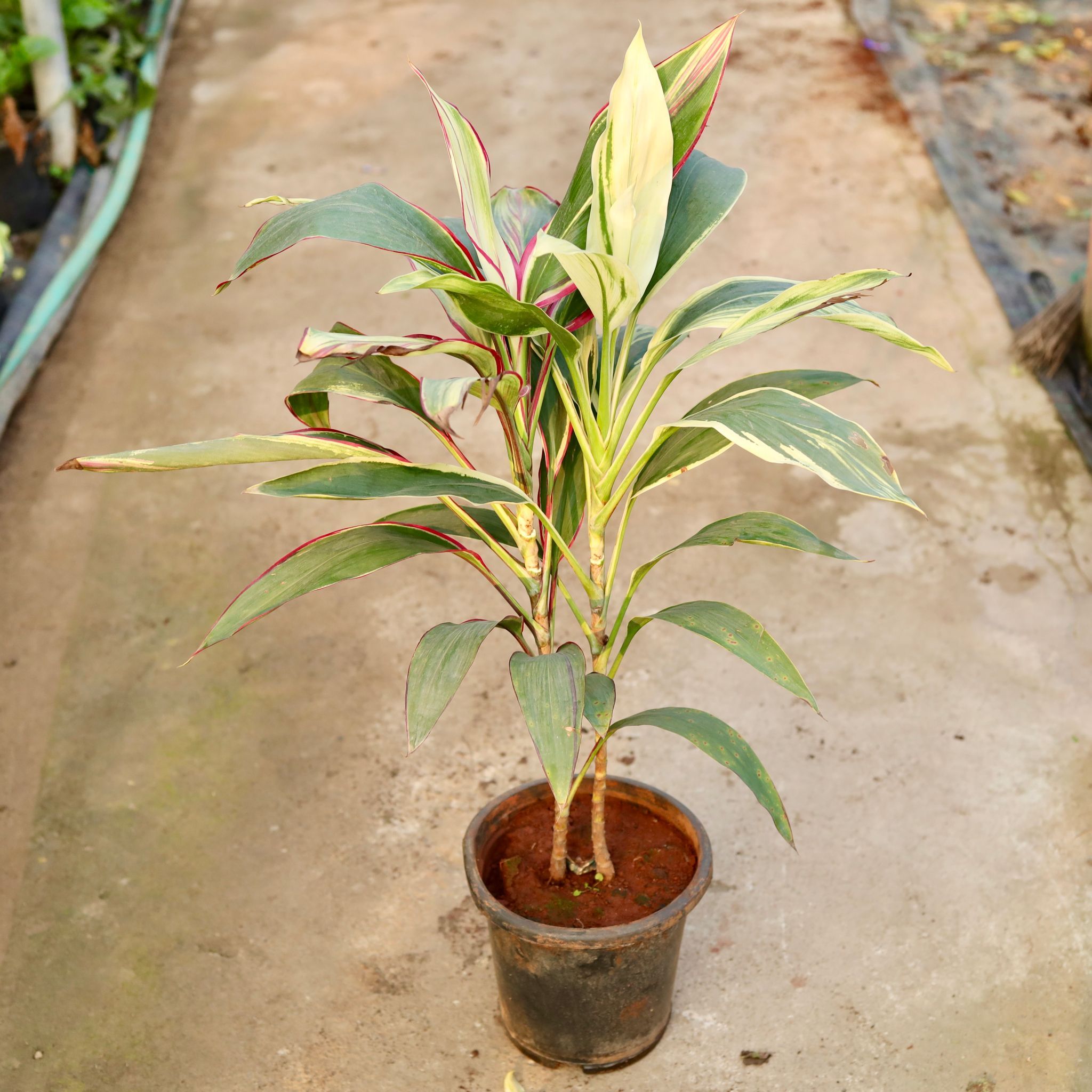 Dracaena Multi Colour (~ 2.5 Ft) in 8 Inch Nursery Pot