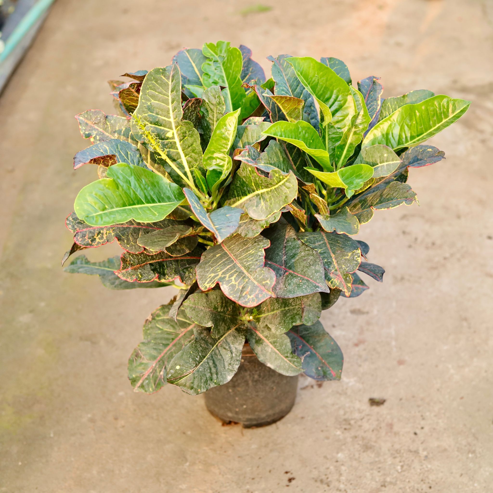 Croton Petra in 8 Inch Nursery Pot