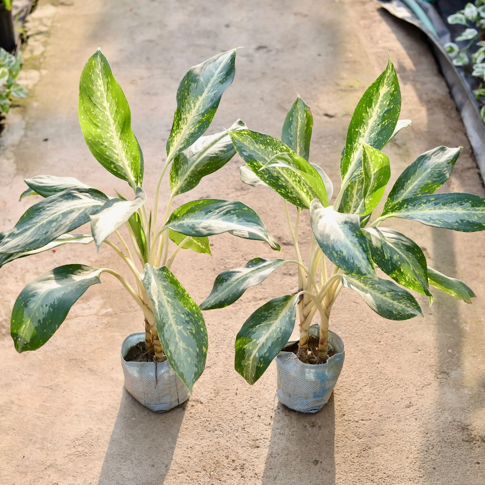 Set of 2 - Aglaonema Dove (Two in one) in 8 Inch Nursery Bag