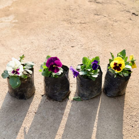 Set of 4 - Pansy (any colour) in 4 Inch Nursery Bag