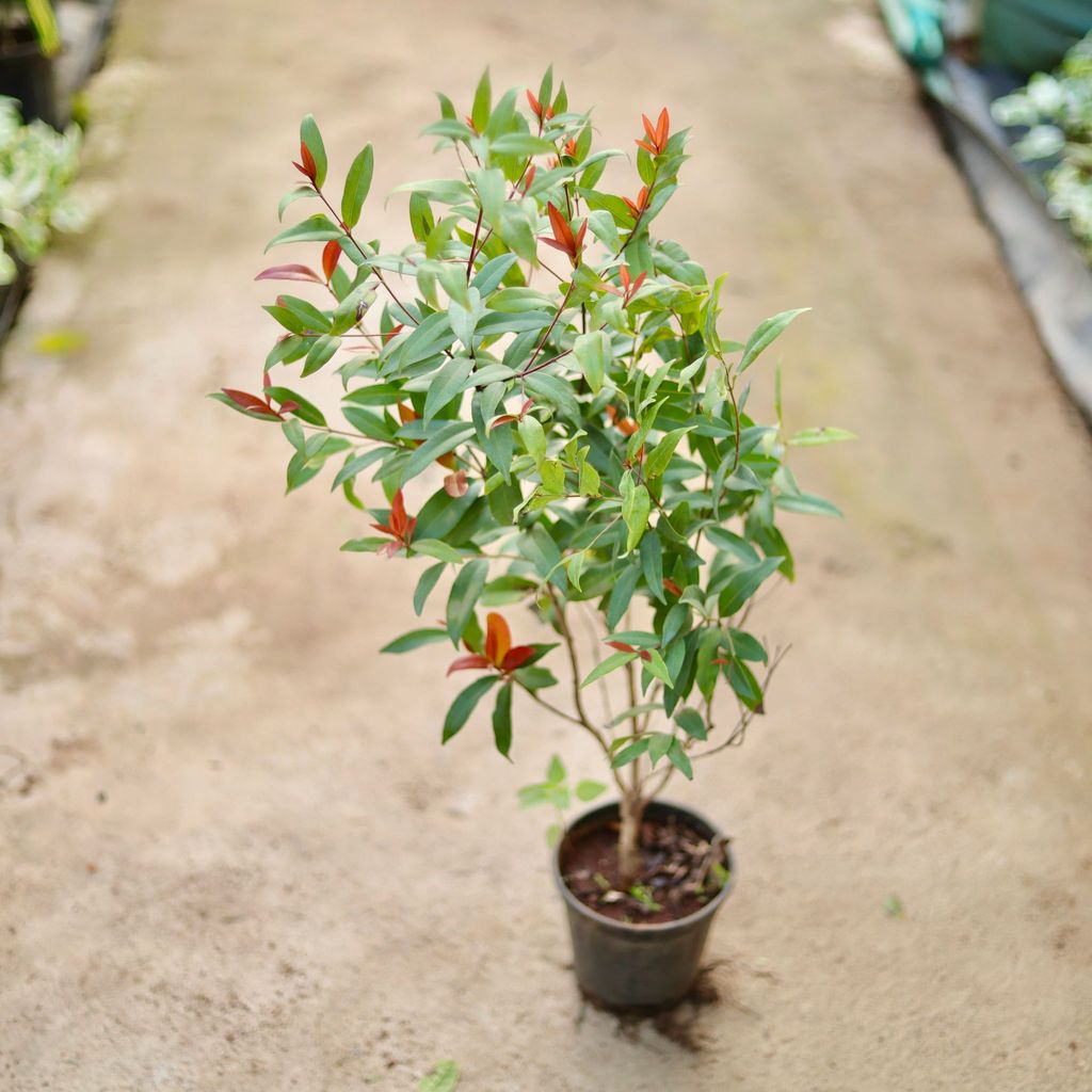 Buy Syzygium / Christina Ficus (~ 3 Ft) in 6 Inch Nursery Pot Online | Urvann.com Syzygium / Christina Ficus (~ 3 Ft) in 6 Inch Nursery Pot