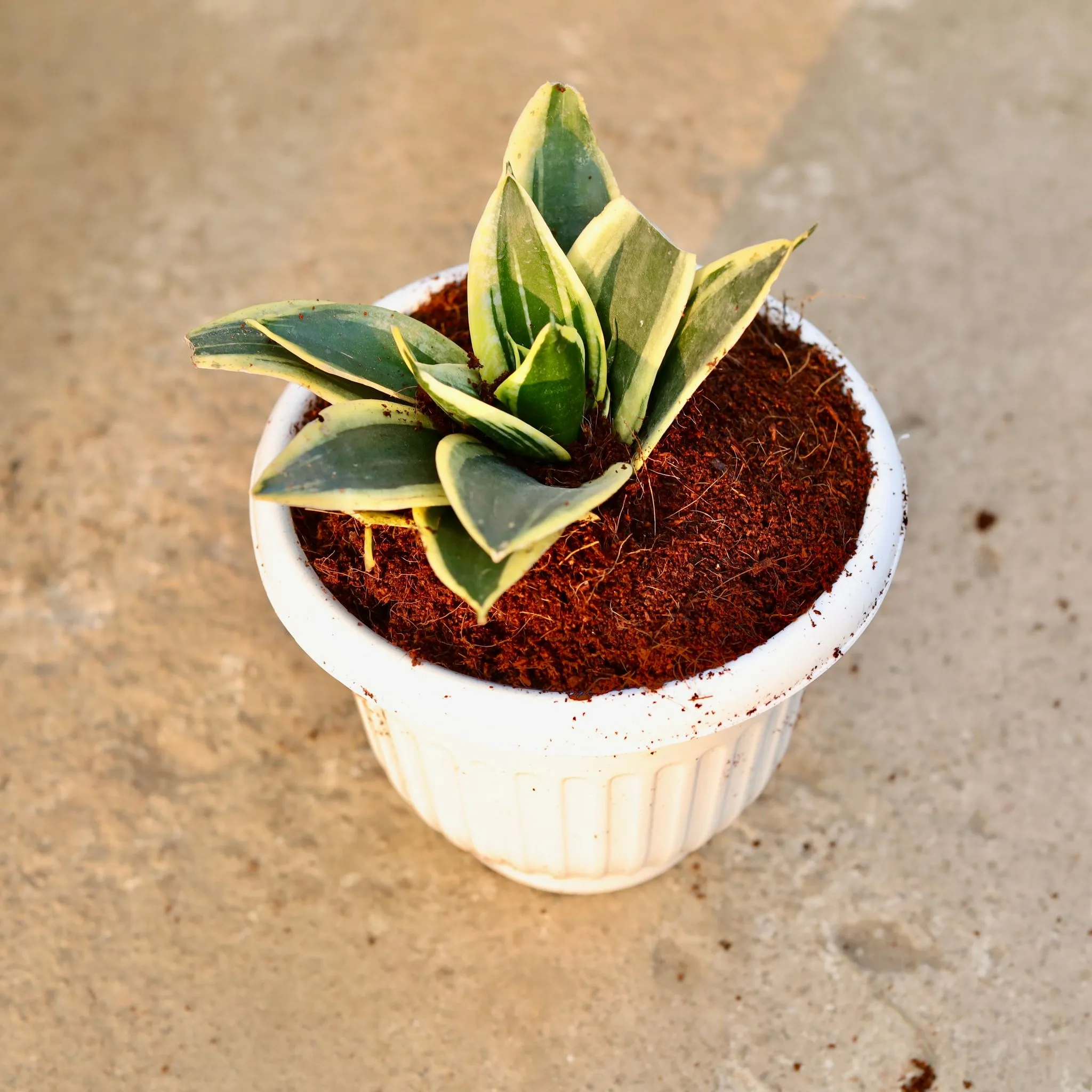 Snake Dwarf in 8 Inch White Olive Plastic Pot