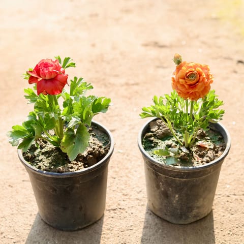 Set of 2 - Ranunculus / Buttercup (Any Colour) in 6 Inch Nursery Pot