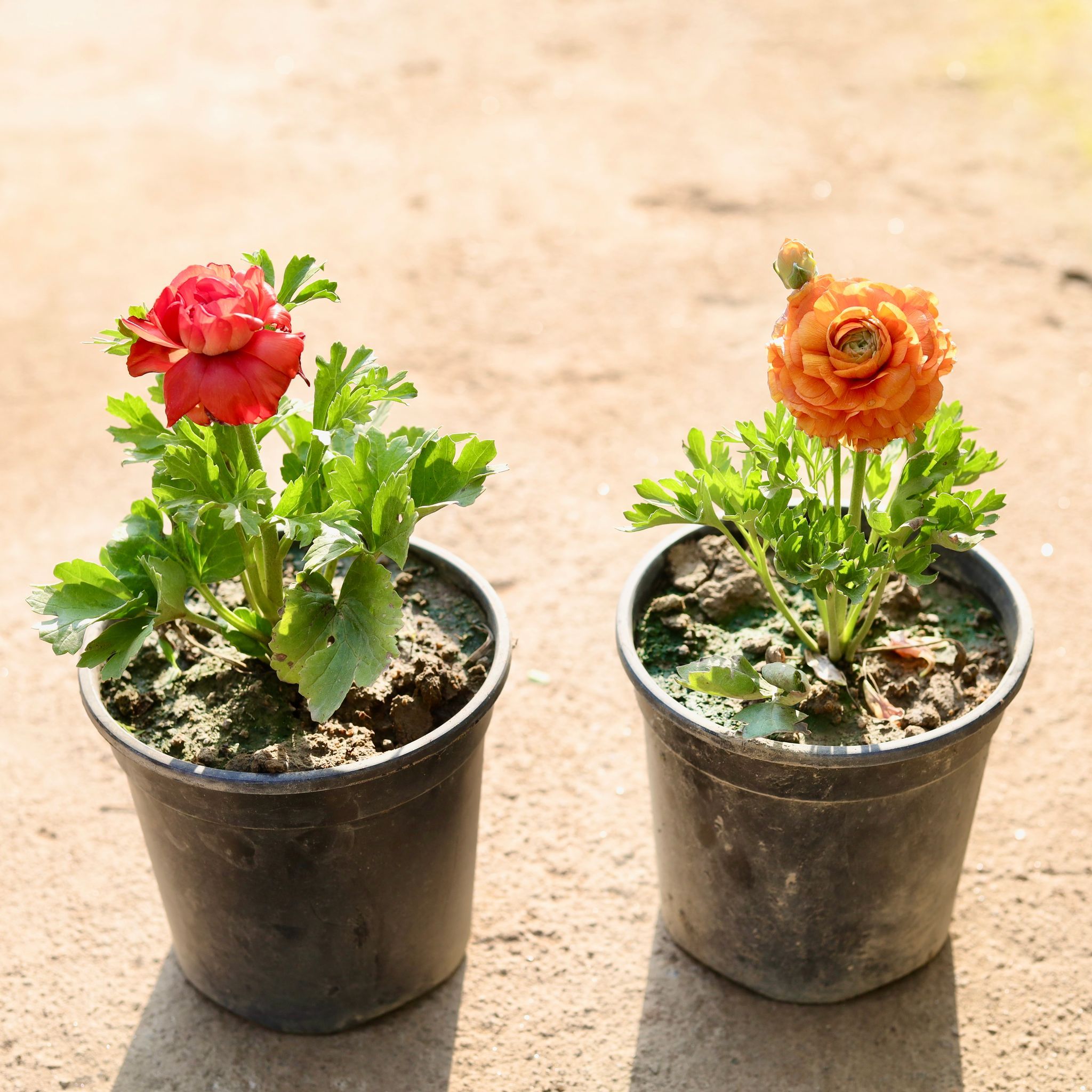Set of 2 - Ranunculus / Buttercup (Any Colour) in 6 Inch Nursery Pot