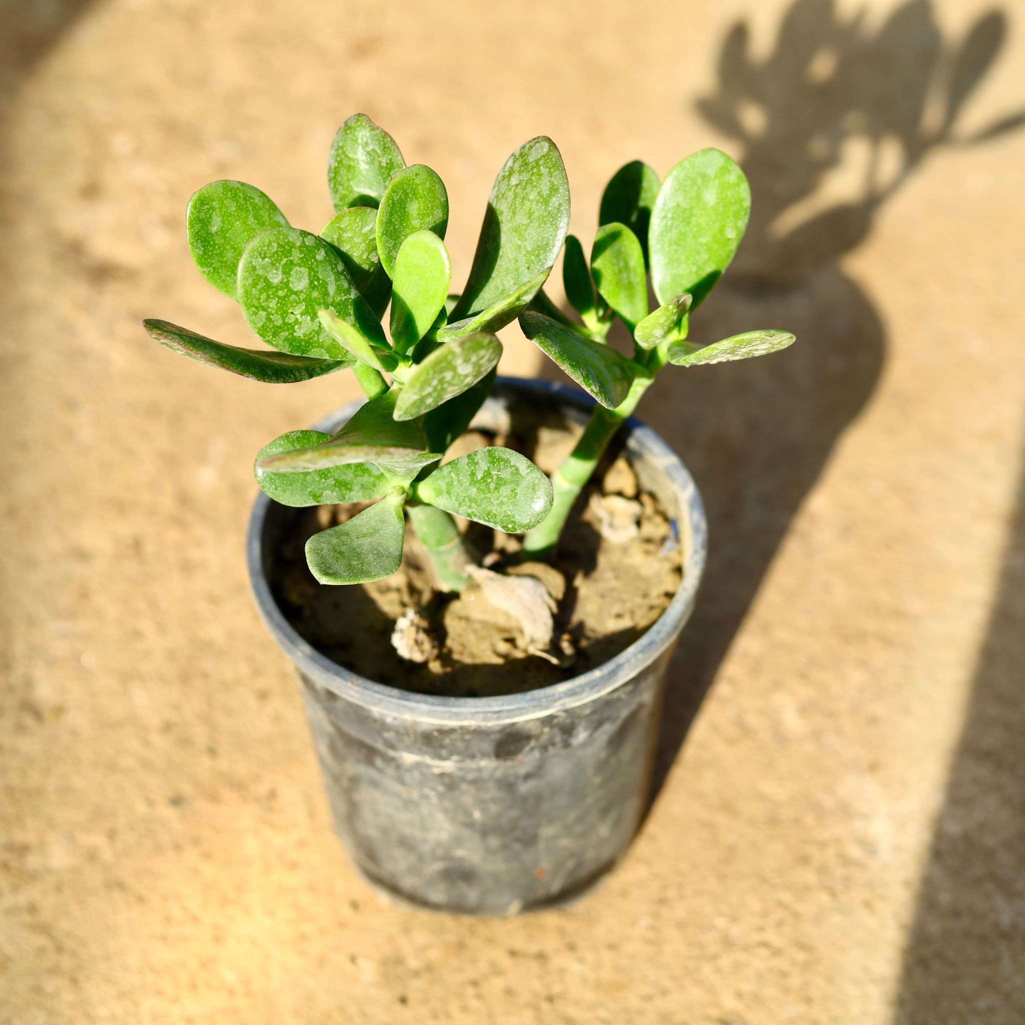 Crassula Jade in 5 Inch Nursery Pot