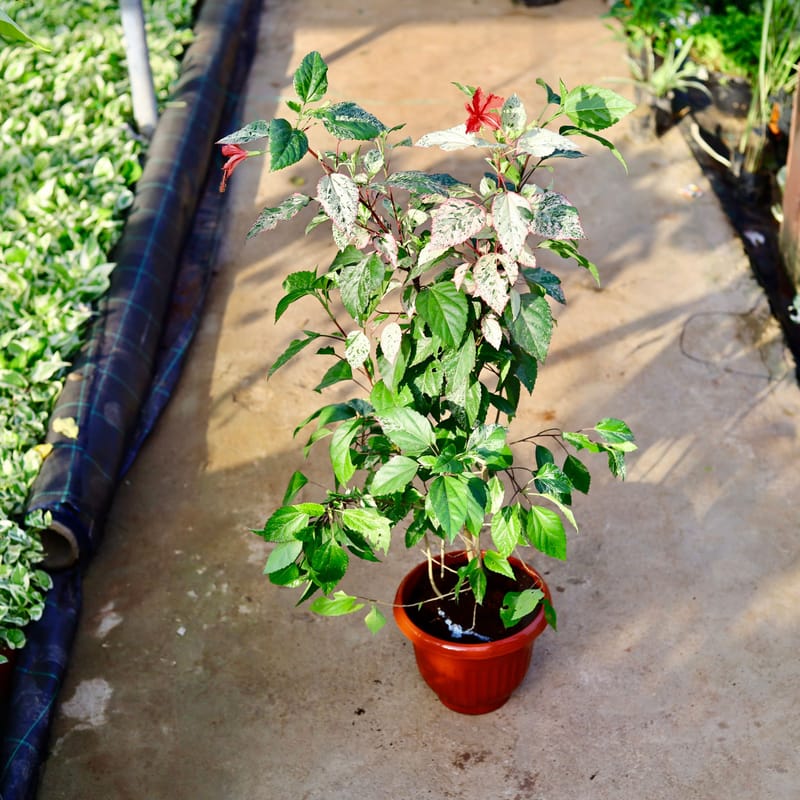 ...
