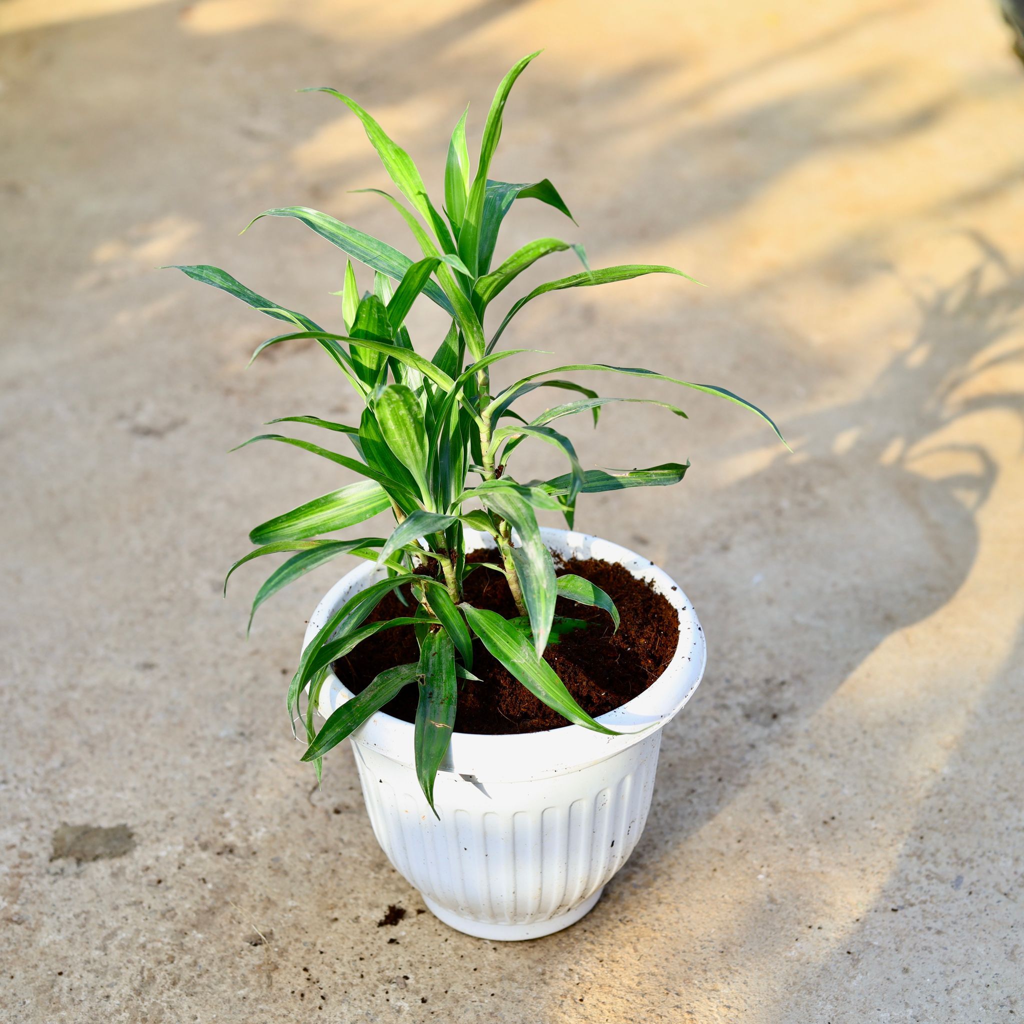 Dracaena Messenger in 8 Inch White Olive Plastic Pot
