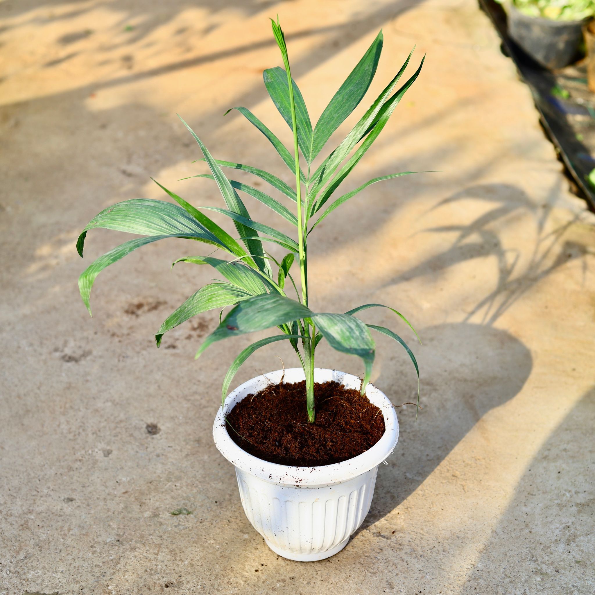 Cane Palm in 8 Inch White Premium Orchid Round Plastic Pot