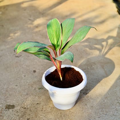 Buy Dracaena Kedarnath in 8 Inch Nursery Pot Online | Urvann.com