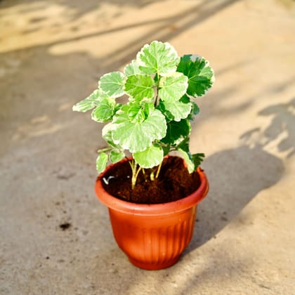 Buy Aralia Dinner Plate in 8 Inch Terracotta Red Olive Plastic Pot Online | Urvann.com