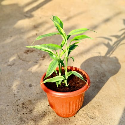 Buy Lucky Bamboo in 8 Inch Terracotta Red Olive Plastic Pot Online | Urvann.com