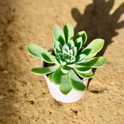 Buy Echeveria Pansy Succulent in 3 Inch Nursery Pot Online | Urvann.com