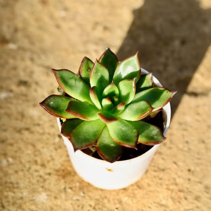 Buy Echeveria Rubra Succulent in 3 Inch Nursery Pot Online | Urvann.com