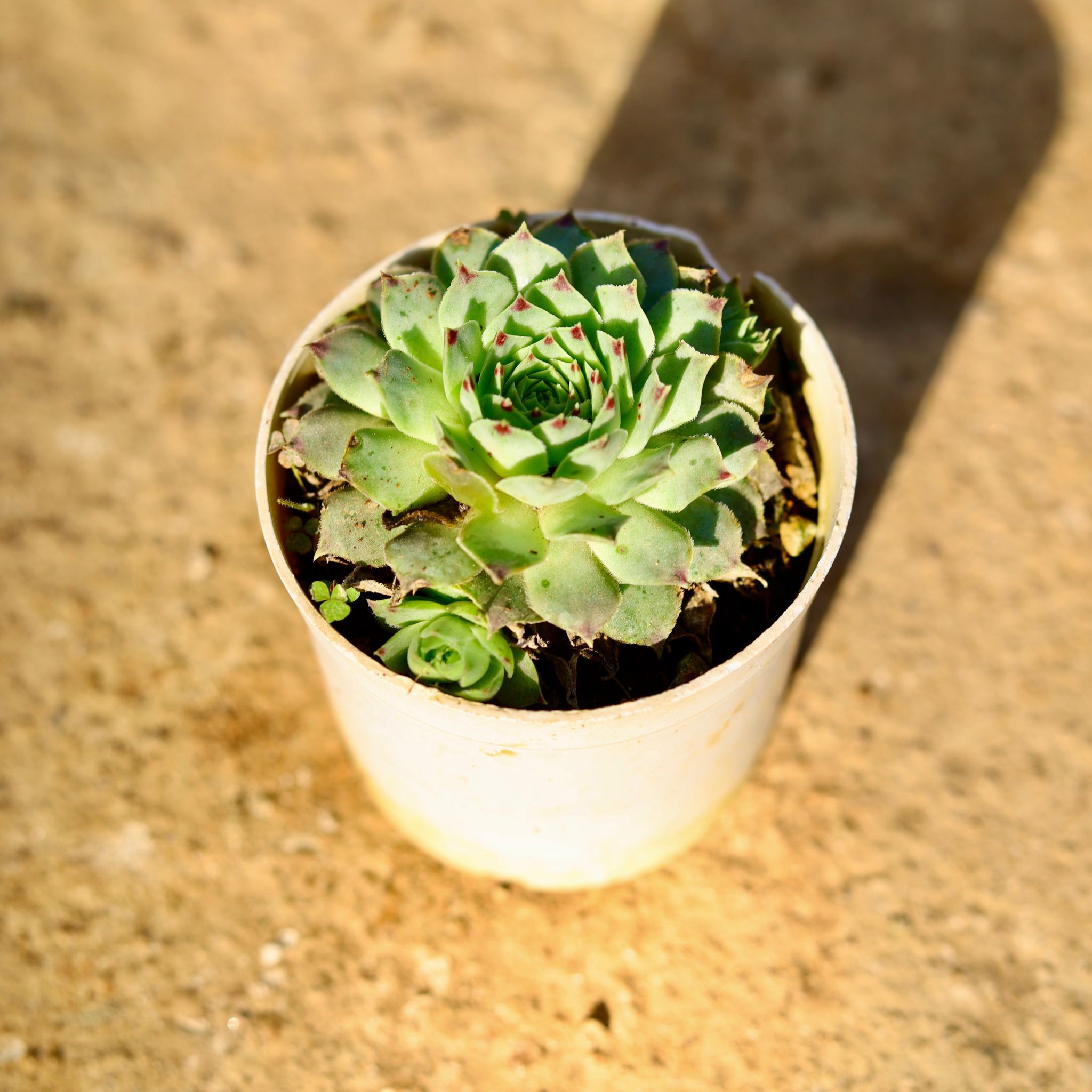 Laxmi Kamal Succulent in 3 Inch Nursery Pot