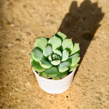 Buy Echeveria Derosa Succulent in 3 Inch Nursery Pot Online | Urvann.com