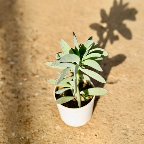 Kalanchoe Succulent in 3 Inch Nursery Pot