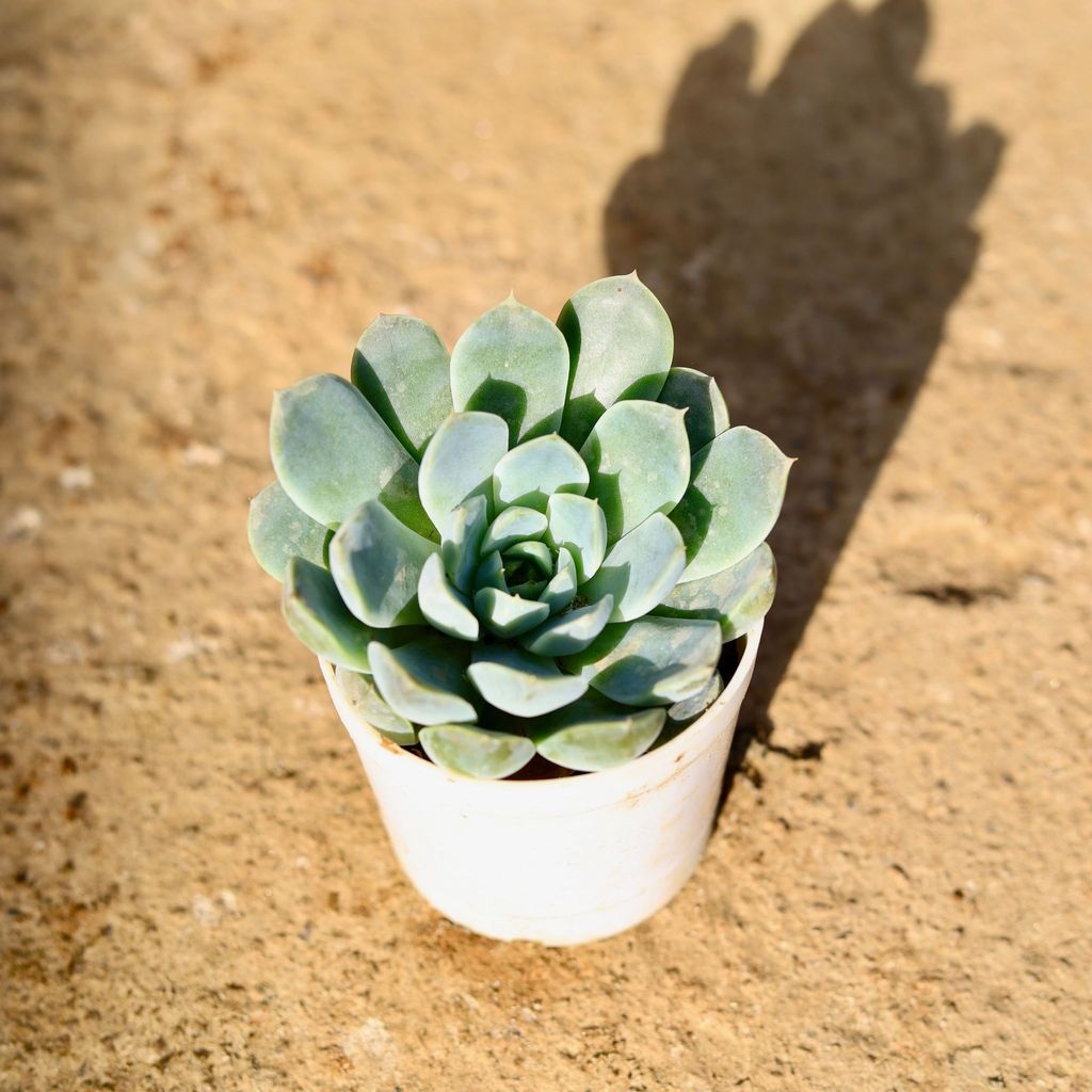 Buy Echeveria Elegans Succulent in 3 Inch Nursery Pot Online | Urvann.com Echeveria Elegans Succulent in 3 Inch Nursery Pot