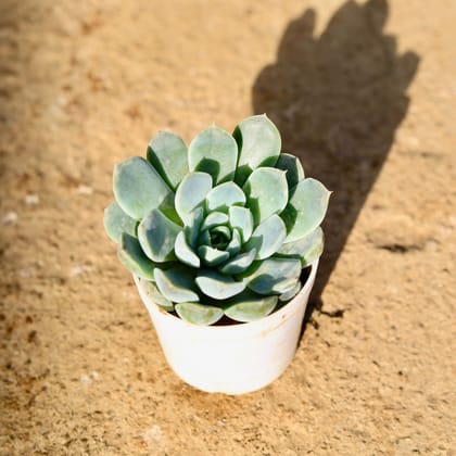 Buy Echeveria Elegans Succulent in 3 Inch Nursery Pot Online | Urvann.com