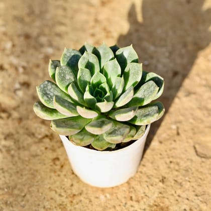 Buy Echeveria Elegans Green Succulent in 3 Inch Nursery Pot Online | Urvann.com