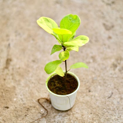 Buy Fiddle Leaf Fig / Ficus Lyrata in 4 Inch Nursery Pot Online | Urvann.com