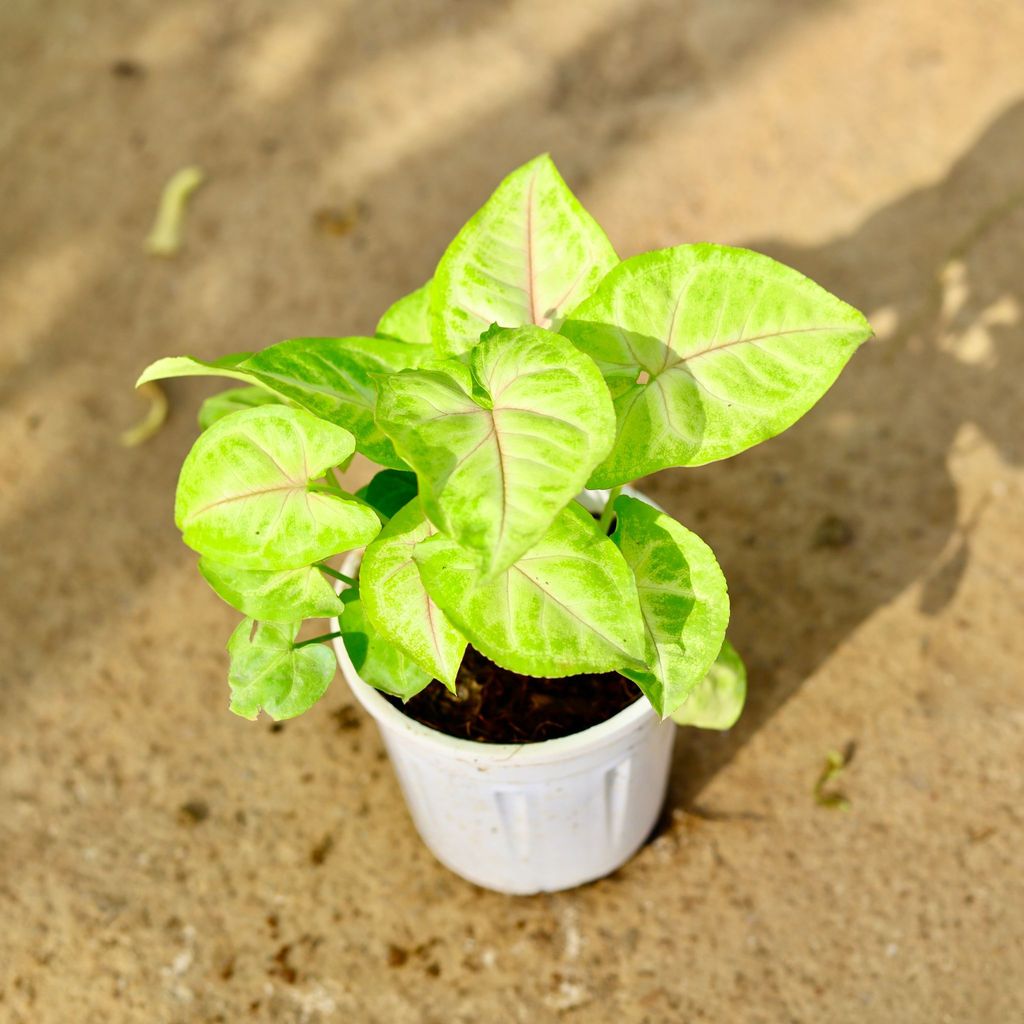 Buy Syngonium Golden in 4 Inch Nursery Pot Online | Urvann.com Syngonium Golden in 4 Inch Nursery Pot