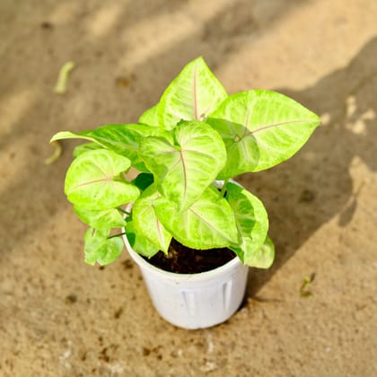 Buy Syngonium Golden in 4 Inch Nursery Pot Online | Urvann.com