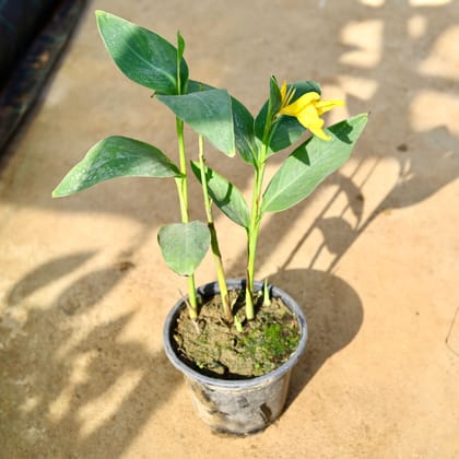 Buy Canna Lily Yellow in 8 Inch Nursery Pot Online | Urvann.com
