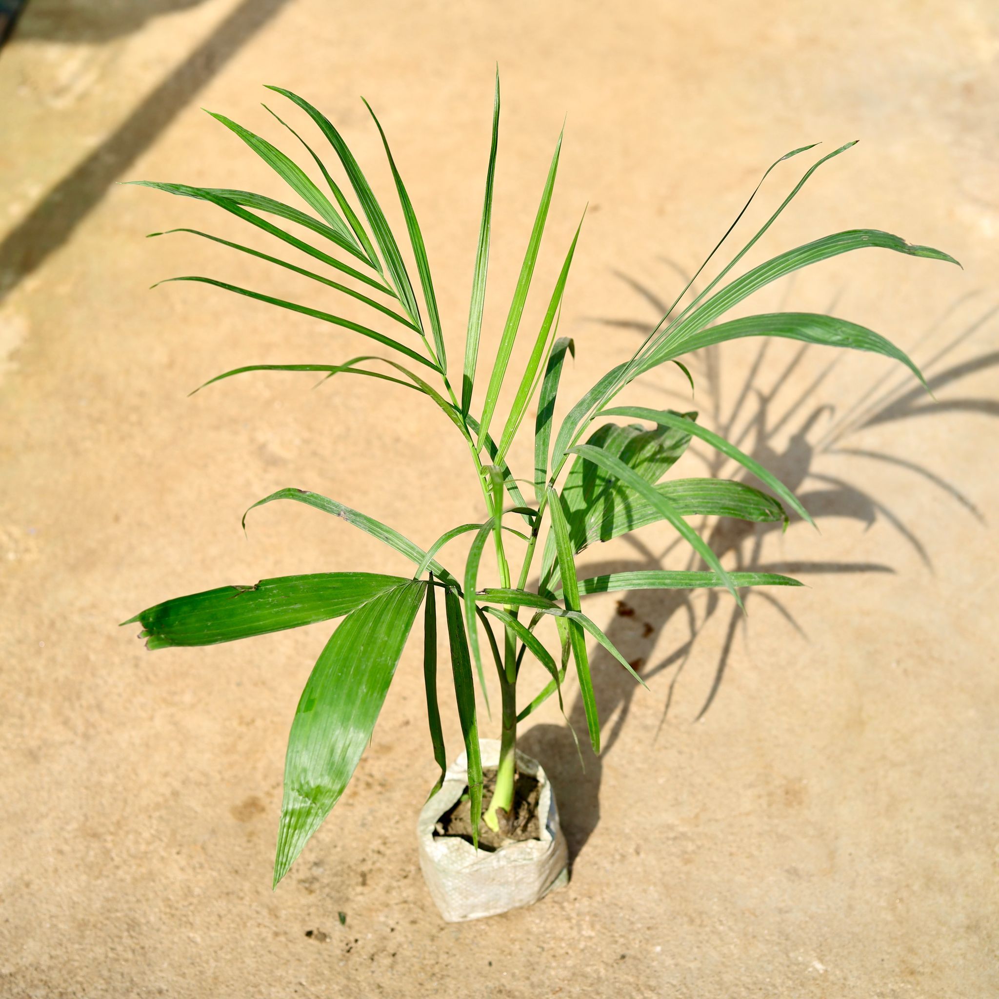Air Purifying - Bamboo / Cane Palm in 4 Inch Nursery Bag
