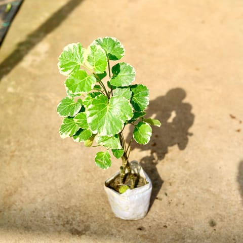 Aralia Apple in 4 Inch Live Plant Nursery Bag