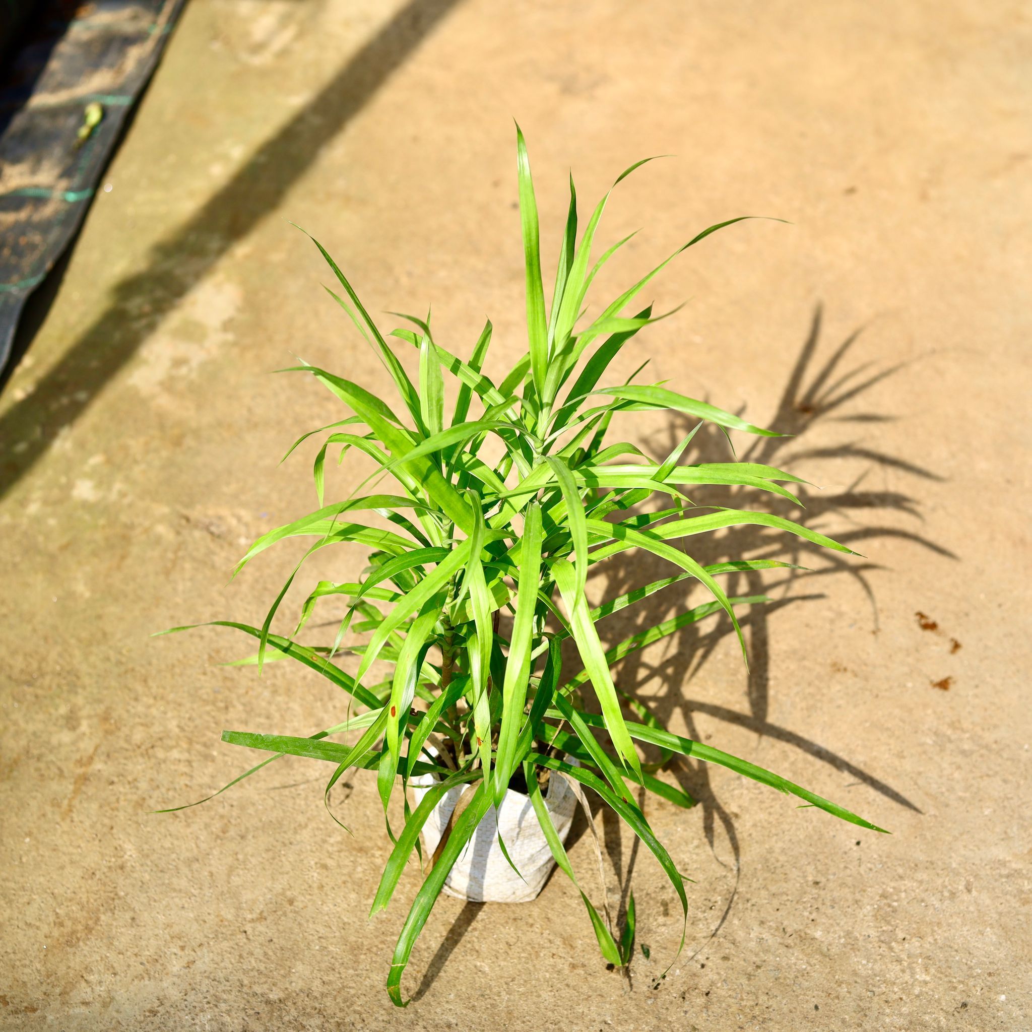 Dracaena Green in 4 Inch Nursery Bag