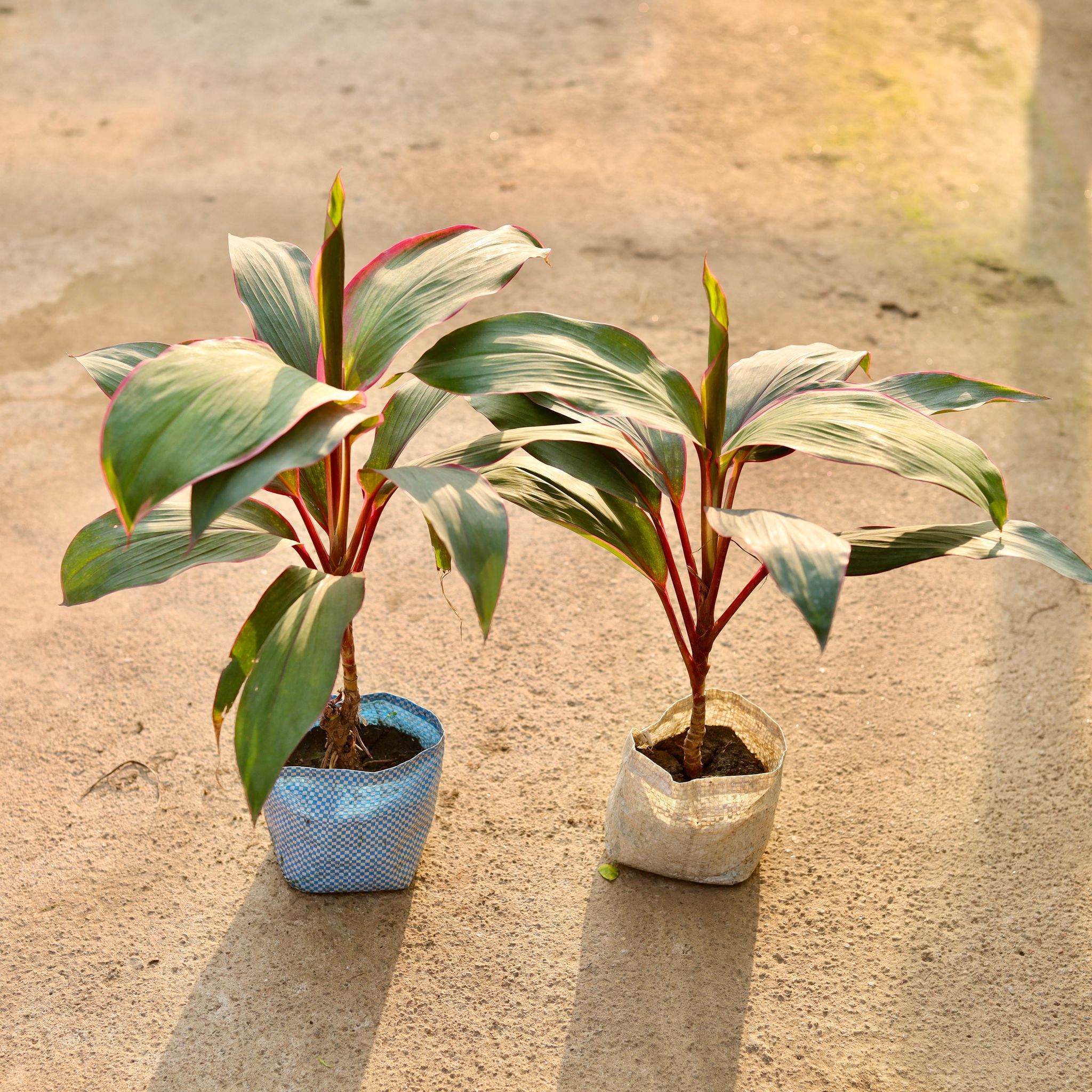 Set of 2 - Dracaena Kedarnath in 4 Inch Nursery Bag