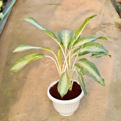 Buy Aglaonema Dove in 10 Inch White Olive Plastic Pot Online | Urvann.com