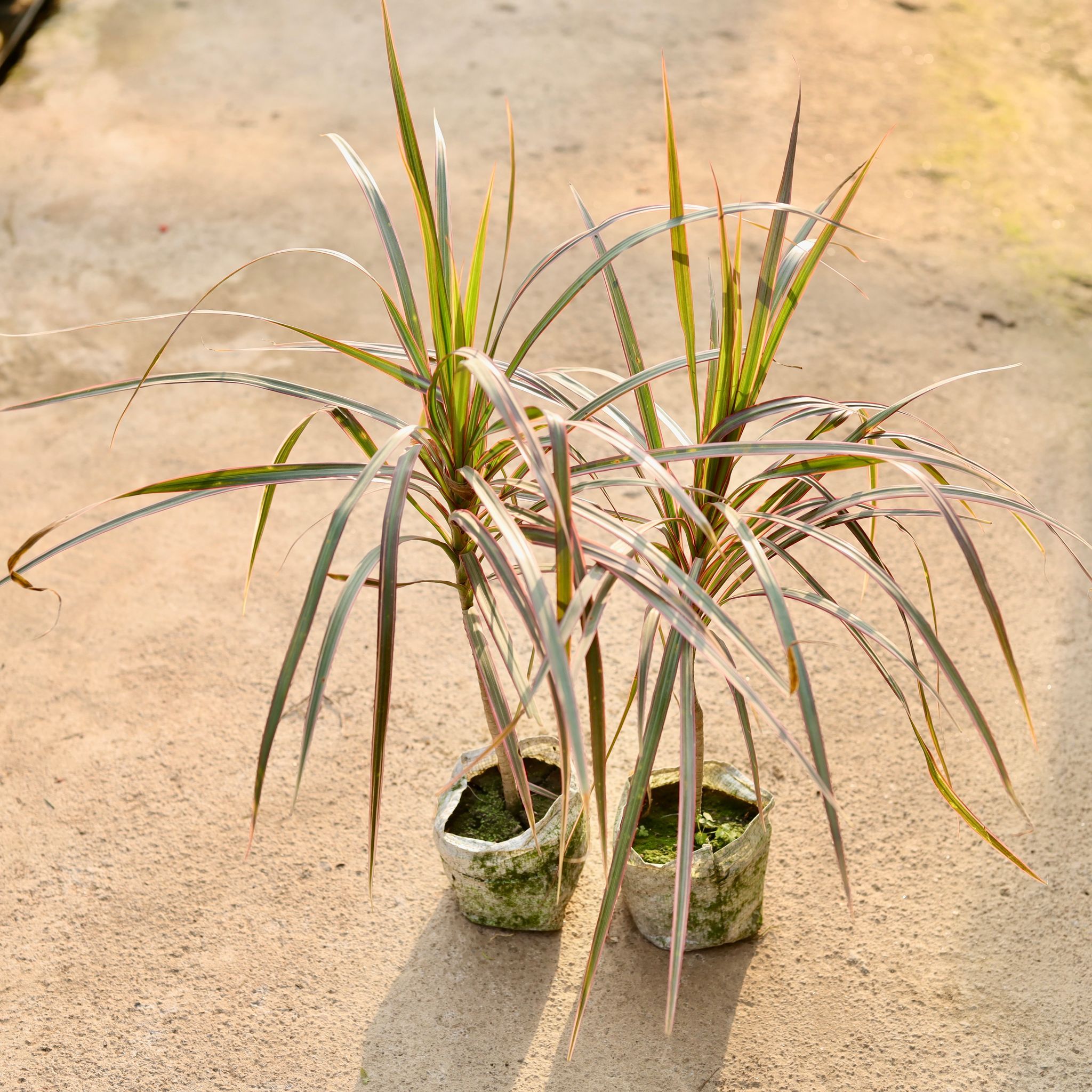 Set of 2 - Dracaena Colorama / Marginata Red in 4 Inch Nursery Bag