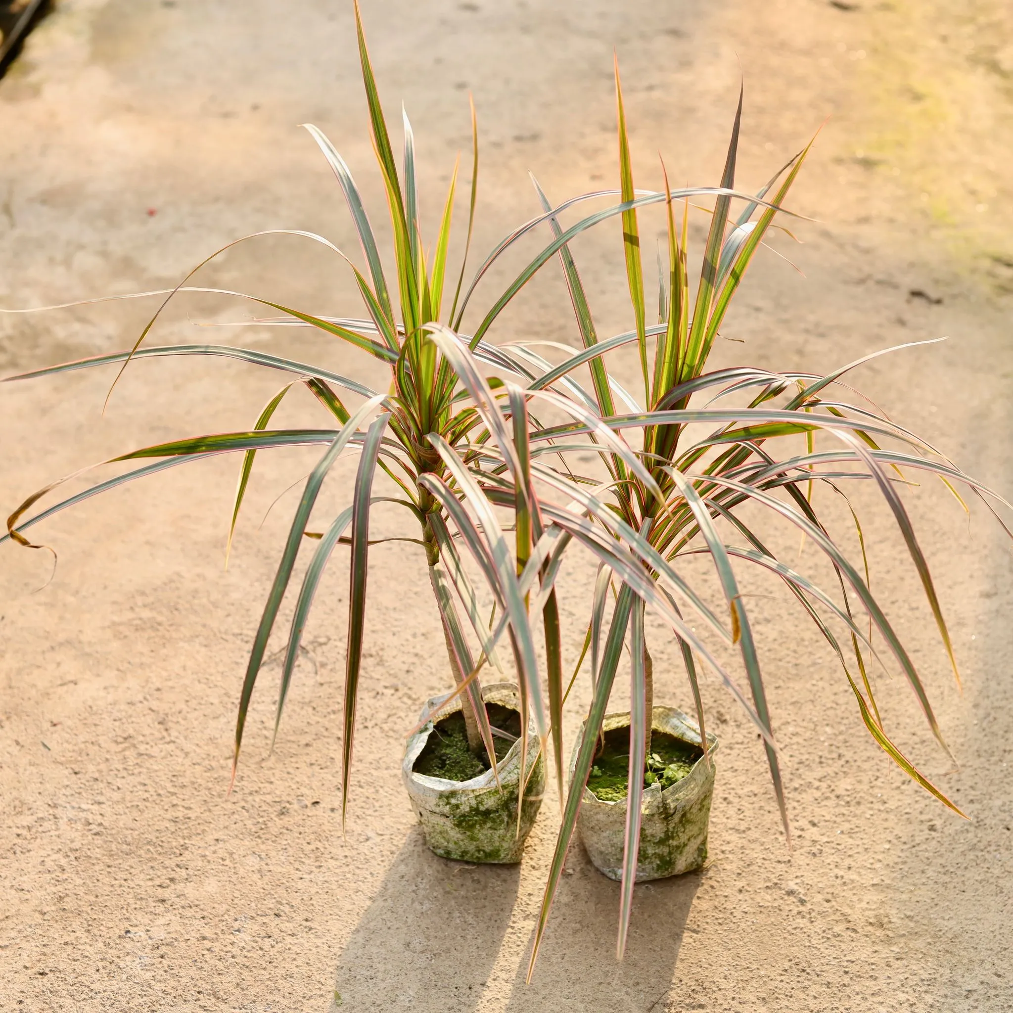 Air Purifying - Set of 2 - Dracaena Colorama / Marginata Red in 4 Inch Nursery Bag