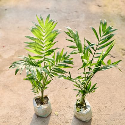 Buy Set of 2 - Chamaedorea Palm in 4 Inch Nursery Bag Online | Urvann.com