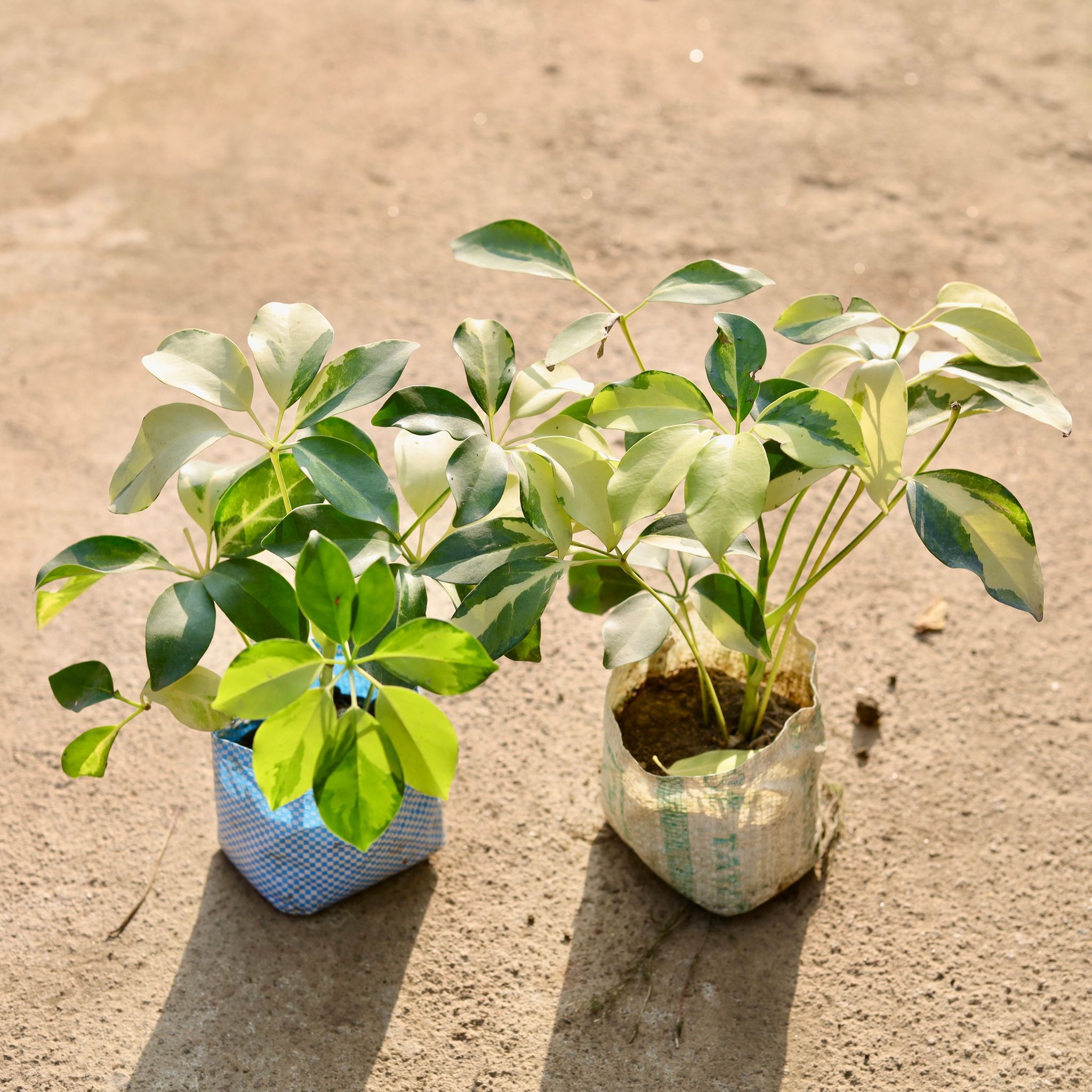 Set of 2 - Schefflera High Colour in 4 Inch Nursery Bag