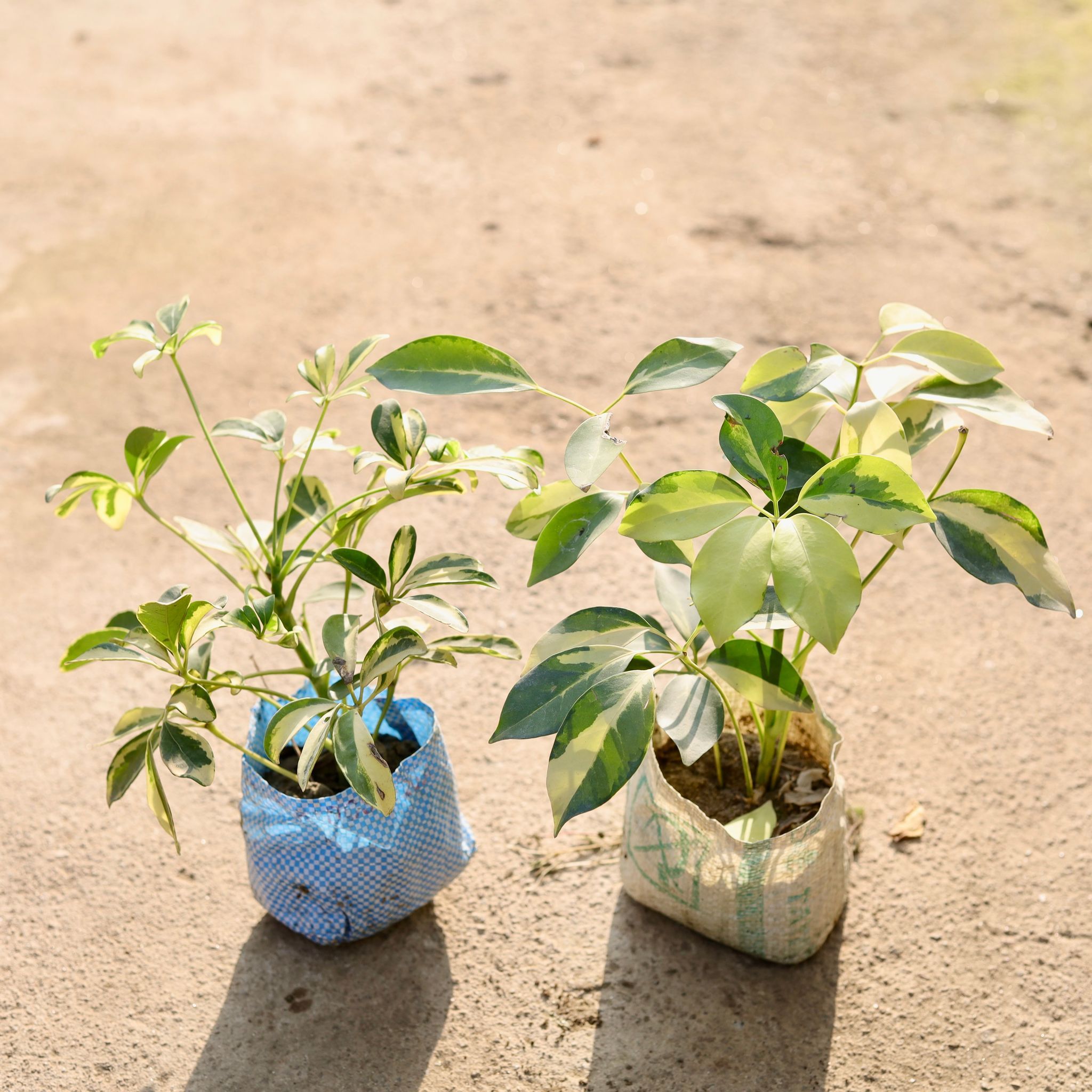 Air Purifying - Set of 2 - Schefflera High Colour in 4 Inch Nursery Bag